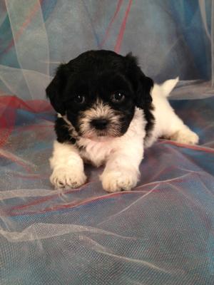 Teddy Bear Puppy Breeder Located in North Iowa.  Bichon > Shih tzu $675